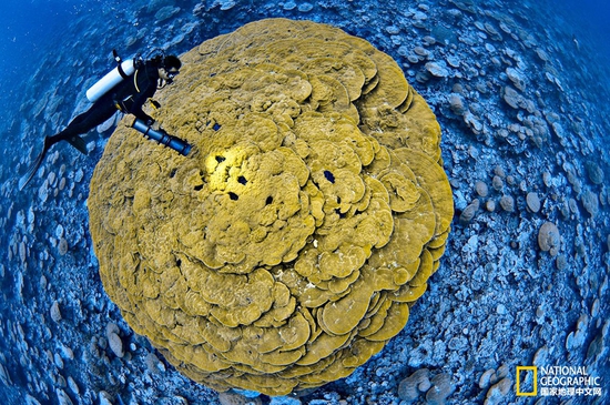 金曼礁國家紀(jì)念區(qū)，太平洋攝影：Brian Skerry，國家地理創(chuàng)意版