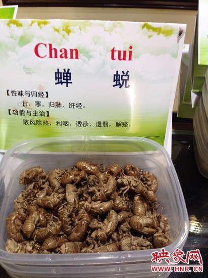 你可能沒(méi)想到，這個(gè)知了幼蟲(chóng)退下的皮還是一味藥，對(duì)嗎？