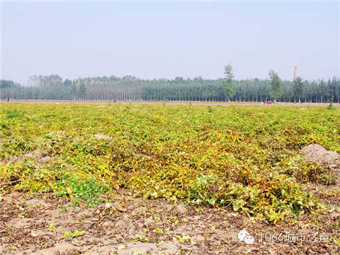 一望無際的山藥基地。據(jù)說，一季山藥后，土地需要五年才能恢復(fù)。