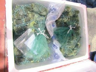  大陸進口大閘蟹被檢出禁用的動物用藥，已全數(shù)銷毀。 圖片來源：臺灣《聯(lián)合報》