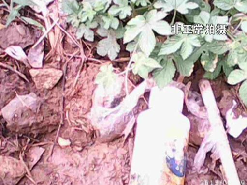 大棚蔬菜園區(qū)里到處丟棄著農藥廢物。
