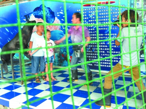 海獅就這樣被飼養(yǎng)員和攝影師擺弄，稍不聽話就會(huì)遭到毒打。