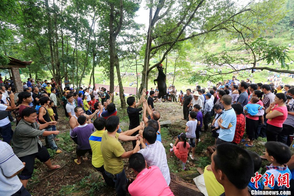 黃牛被侗族村民合力吊在樹上。譚凱興 攝