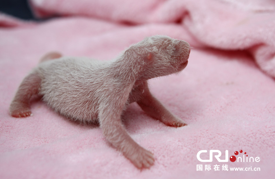 2013年7月11日，成都大熊貓繁育研究基地月亮產(chǎn)房，新生大熊貓寶寶在育嬰箱里憨態(tài)可掬。