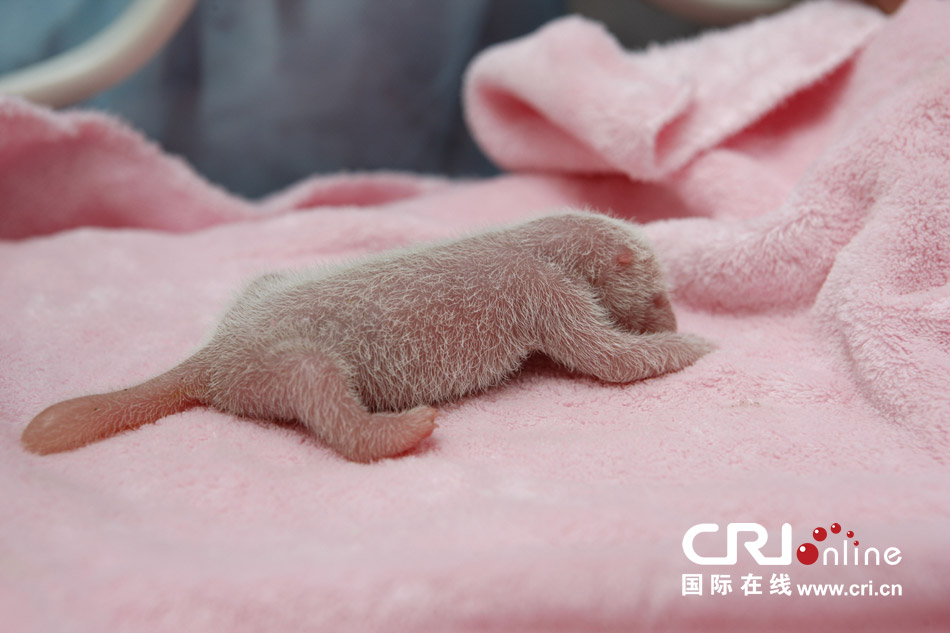 2013年7月11日，成都大熊貓繁育研究基地月亮產(chǎn)房，新生大熊貓寶寶在育嬰箱里憨態(tài)可掬。