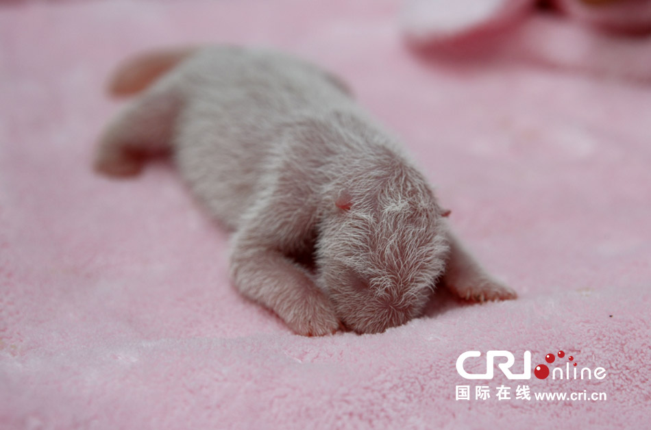 2013年7月11日，成都大熊貓繁育研究基地月亮產(chǎn)房，新生大熊貓寶寶在育嬰箱里憨態(tài)可掬。