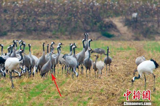 多種鶴類(lèi)“集結(jié)”江蘇鹽城越冬 含罕見(jiàn)沙丘鶴