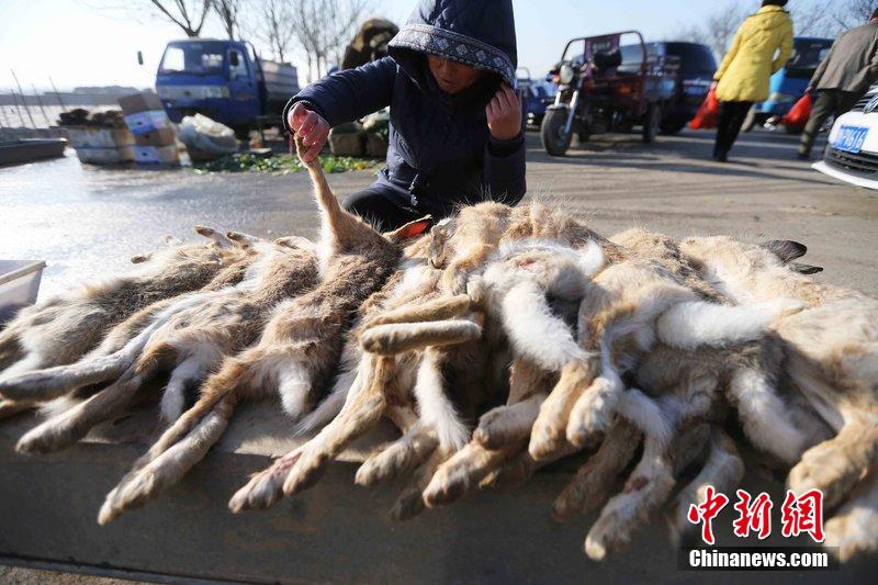 圖為12月14日，104國(guó)道靜?？h城附近，家養(yǎng)的大雁和野鴨被擺在一起售賣。田寶希 攝 圖片來(lái)源：CF