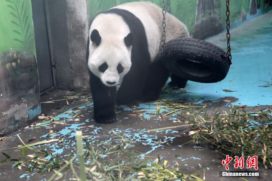 　3月17日，河南鄭州動物園內(nèi)的大熊貓“龍昇”。