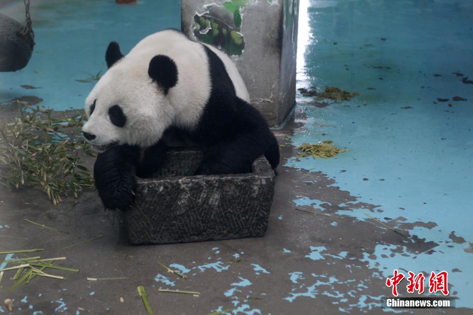 3月17日，河南鄭州動物園內(nèi)的大熊貓“龍昇”。