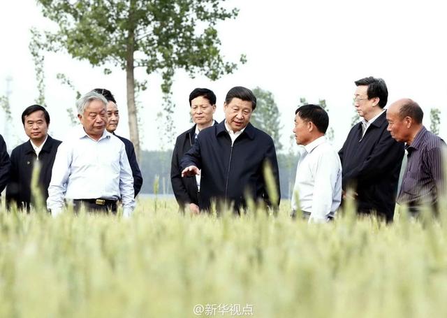 習(xí)近平走進(jìn)糧田,看麥穗灌漿,問(wèn)農(nóng)田建設(shè)。