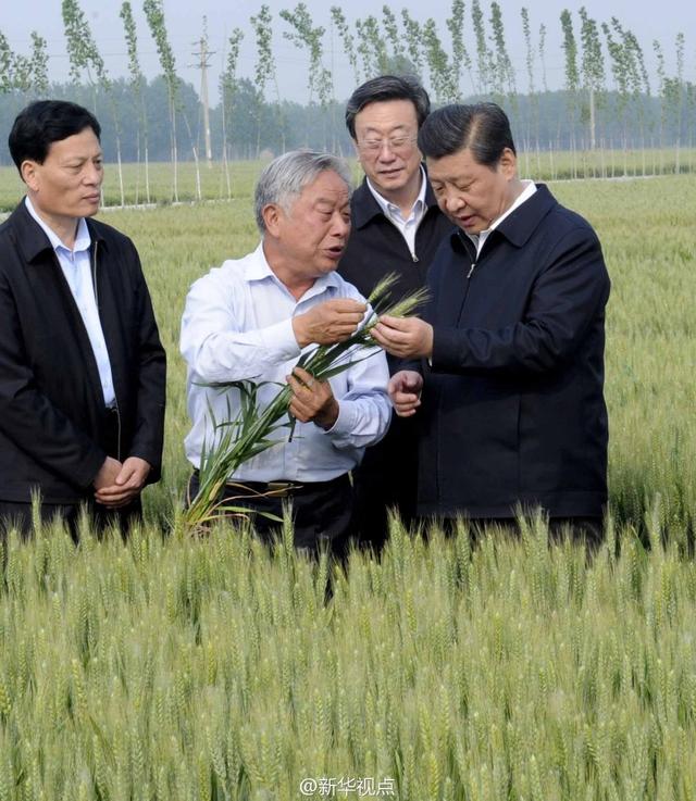 習(xí)近平走進(jìn)糧田,看麥穗灌漿,問(wèn)農(nóng)田建設(shè)。