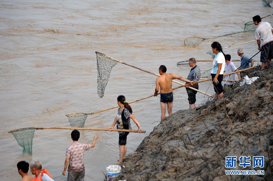 7月6日,在山西省平陸縣黃河岸邊,人們在河邊捕撈黃河“流魚”。