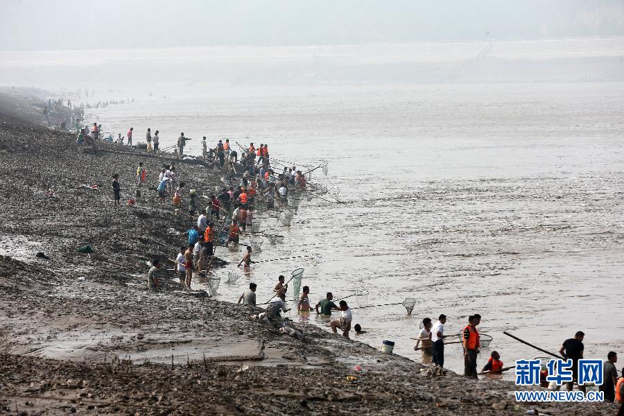 7月6日,在山西省平陸縣黃河岸邊,人們在河邊捕撈黃河“流魚”。