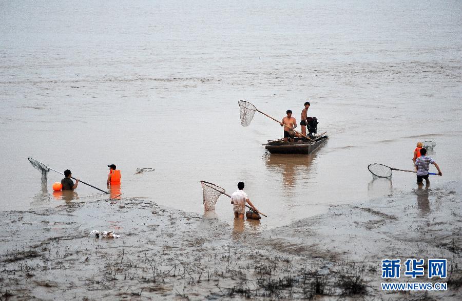 7月6日,在山西省平陸縣黃河河道內(nèi),人們在捕撈黃河“流魚”。