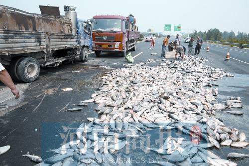 貨車翻,魚滿地。
