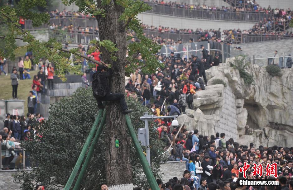 重慶一市民為占據(jù)有利位置，爬上銀杏樹(shù)觀(guān)看自己喜歡的明星。