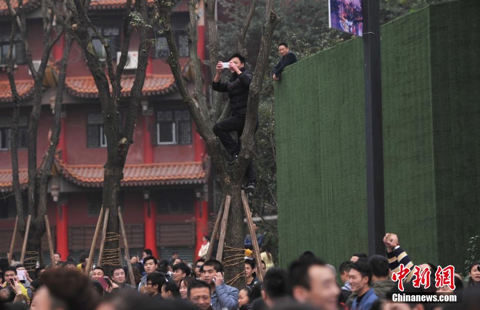 重慶一市民為占據(jù)有利位置，爬上銀杏樹(shù)觀(guān)看自己喜歡的明星。