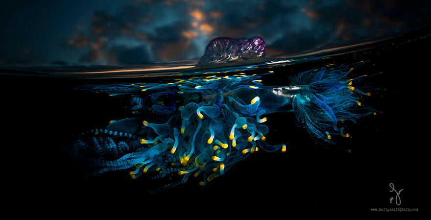 攝影師記錄水波下的世界