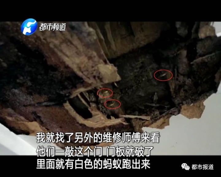 蟻?zhàn)宕筌娙肭?！十幾萬裝修的新家被“吃掉”