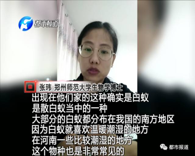 蟻?zhàn)宕筌娙肭?！十幾萬裝修的新家被“吃掉”