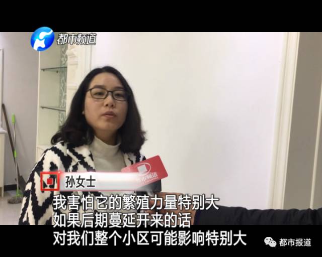 蟻?zhàn)宕筌娙肭?！十幾萬裝修的新家被“吃掉”