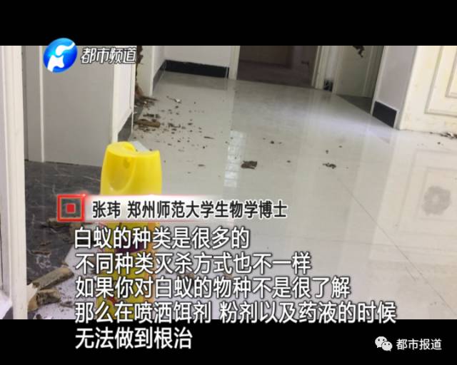 蟻?zhàn)宕筌娙肭?！十幾萬裝修的新家被“吃掉”