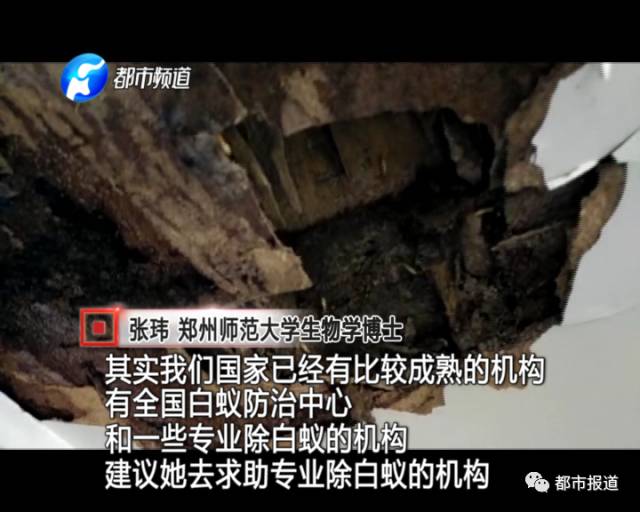 蟻?zhàn)宕筌娙肭?！十幾萬裝修的新家被“吃掉”