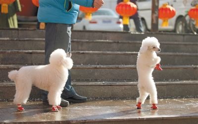 2013年2月1日,紅蓮廣場(chǎng)上,一位狗主人牽著兩只小狗散步。未來小狗出行有望佩戴“免疫證”。新京報(bào)記者 薛珺 攝