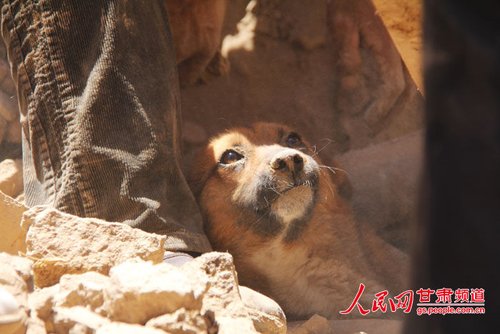 探出頭的小黃狗期待地看著救他的人。王生元/攝