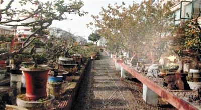 劉光嘉出示博物館內(nèi)部圖片中，擺放著各種盆景。