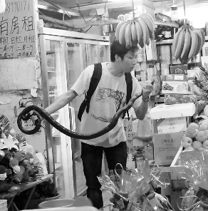 捕蛇專家張亮抓住眼鏡王蛇。信息時(shí)報(bào)記者 康健 翻拍
