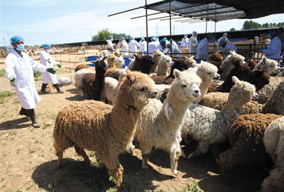 昨日，由智利進口的946頭羊駝，被運抵大興一動物檢疫隔離場進行檢驗檢疫。記者 王貴彬 攝