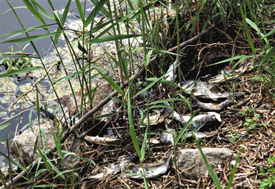 南沙河中漂浮著大量生活垃圾和腐爛水草等物，岸邊出現(xiàn)大量死魚。新京報記者郭鐵流攝