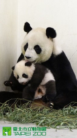 圖片來源：臺(tái)北動(dòng)物園提供