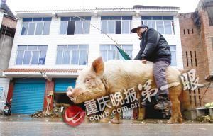 蔣大爺騎著他的種豬出門，回頭率很高。