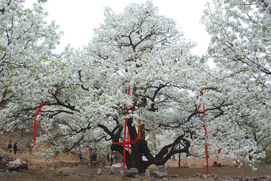 500歲梨王開(kāi)花，多根紅綢加身，鮮花壓滿(mǎn)枝頭。
