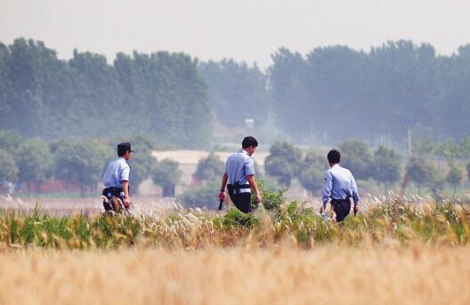 昨日上午，合肥長(zhǎng)豐縣雙墩鎮(zhèn)，民警分成小隊(duì)在案發(fā)村莊附近麥田搜捕嫌犯。記者劉玉才/攝