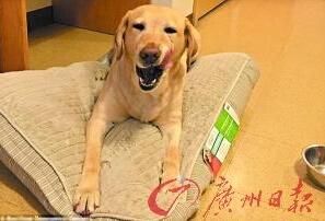 機智的導盲犬尤蘭達。