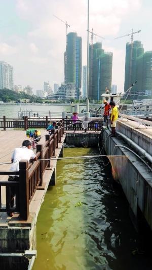 一群人正在打撈放生的龜、魚等。信息時(shí)報(bào)記者 陳文杰 攝
