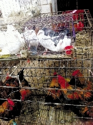 銷量大不如前，近期可能漲價