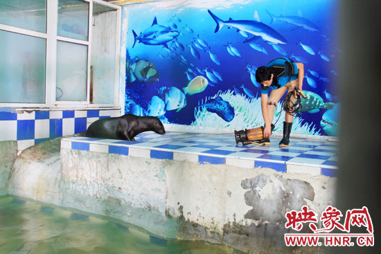 圖為飼養(yǎng)員和海獅。