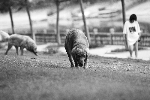 　喜歡養(yǎng)大狗狗的朋友，要抓緊給愛犬在郊外安個家哦！
