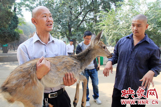 失主宋先生將“愛鹿”抱回家,并表示待小鹿傷情痊愈后,將其送到動物園,供市民觀賞。