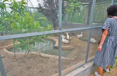 救助鳥類的大籠子里沒有鳥類，鴨子和鵝占了“鵲巢