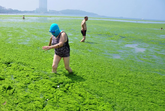 2013年7月3日，山東青島青島高溫來襲，“青島大媽”不懼滸苔，戴著“強盜面具”出現在海水浴場消暑降