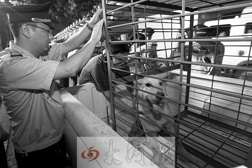 相關(guān)部門將加強管理，今年12月起烈性犬一律沒收。 （資料圖）