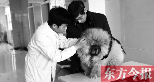 在一家大型寵物醫(yī)院里，生病的狗狗正在接受治療