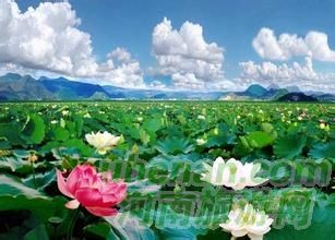 爸爸去哪兒？親密接觸荷花仙子