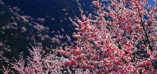 撿垃圾換玫瑰 女人節(jié) 愛在神農(nóng)山！